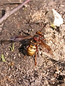 Conops species - A